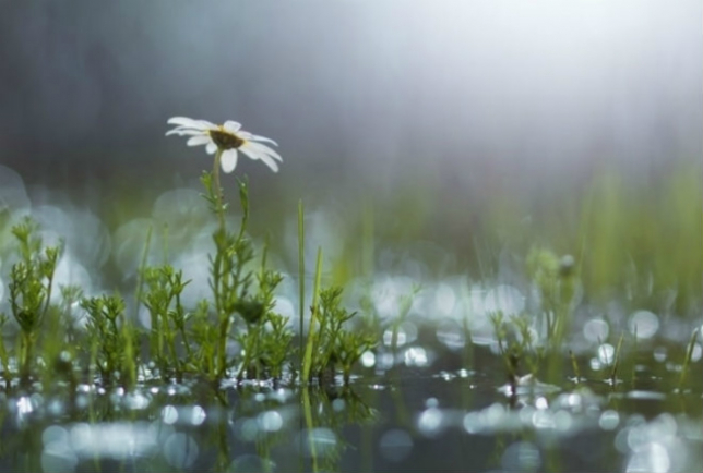 Demalys kúnderine arnalǵan aýa-raıy boljamy 