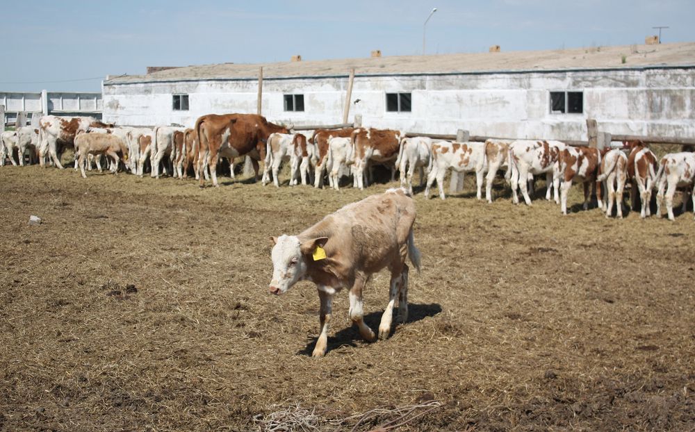 Bıyl shaǵyn nesıeleýdiń kólemi 20 mlrd teńgege ulǵaıdy