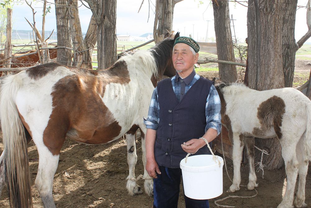 Sekseninde jeli tartyp, bıe saýyp júrgen Jaınaq Qosaqbaev
