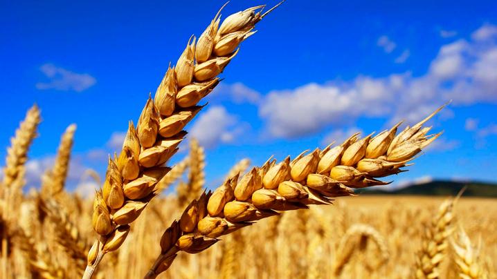 Belden basylǵan jarǵy