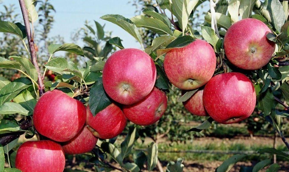 Qyzdar Ýnıversıtetiniń ǵalymdary aporttyń jańa sortyn ósirýde