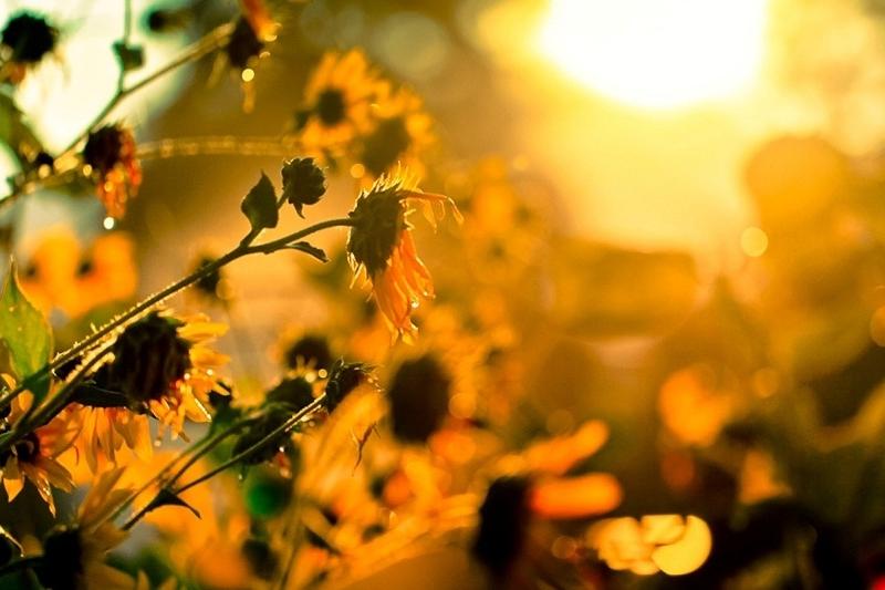 Elimizdiń batysynda 43 gradýsqa deıin ystyq bolady