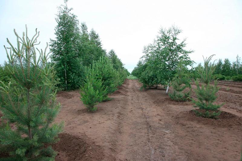 Astana qalasy mańyndaǵy orman kólemi 100 myń ga deıin keńeıtiledi