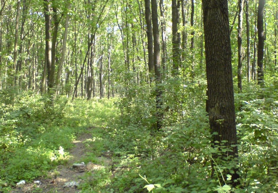 Qostanaı oblysynda orman alqaby 16 myń gektarǵa kóbeıgen