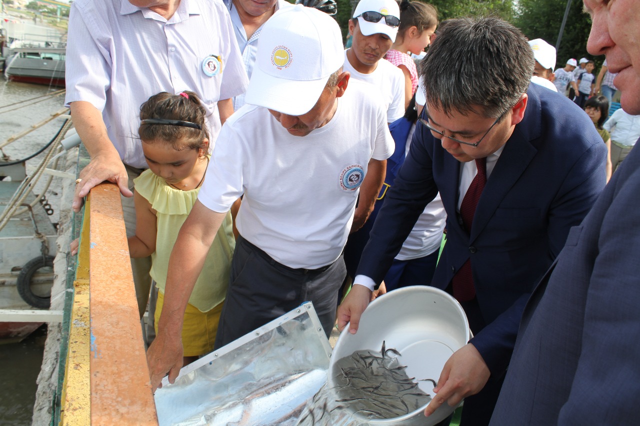 Atyraýda balyqshylar kúnine oraı 20 myń bekire shabaǵy ózenge jiberildi