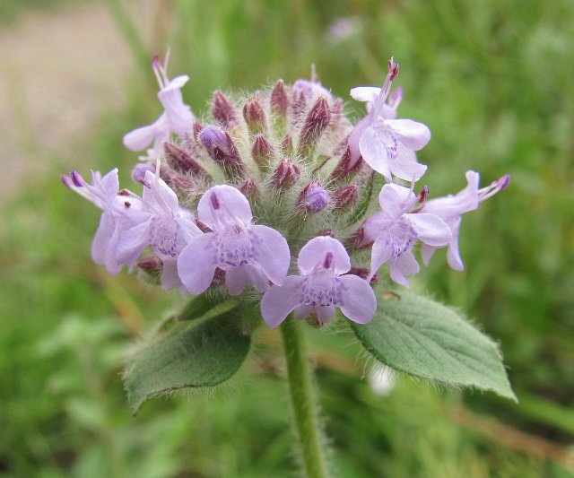 Kıikotynyń gúli (áńgime)