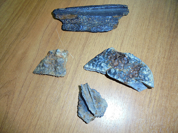 Qostanaıda oblystyq tarıhı-ólketaný mýzeıiniń bıologtary ejelgi qoltyraýynnyń qańqasyn tapty