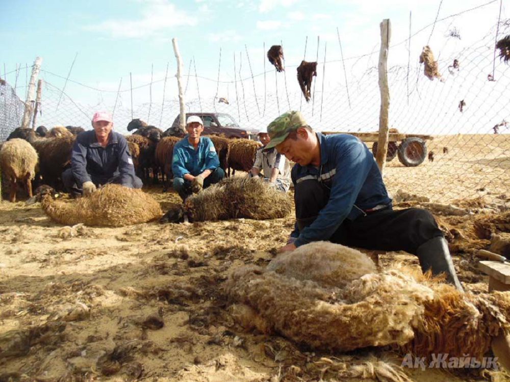 Qoı terisi demeńiz...