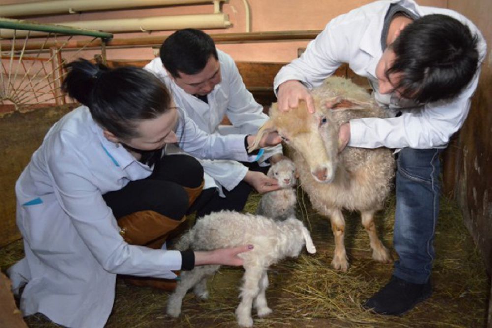 Maldárigerlik qyzmet ýaqyt talabyna saı ma?