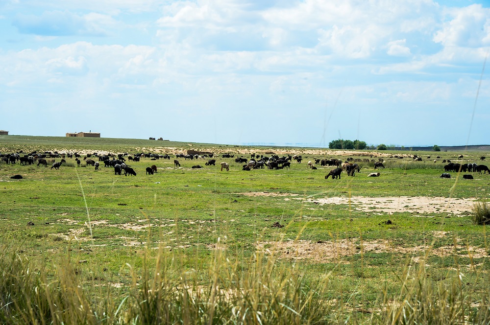 Qyzylordada AО́K salasynda 10 ınvestısııalyq joba júzege asyrylmaq