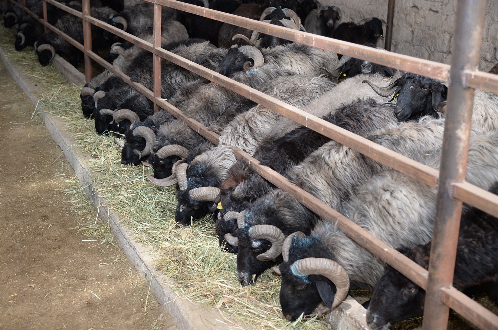 Bıyl Syr óńirinde on ınvestısııalyq joba iske asady