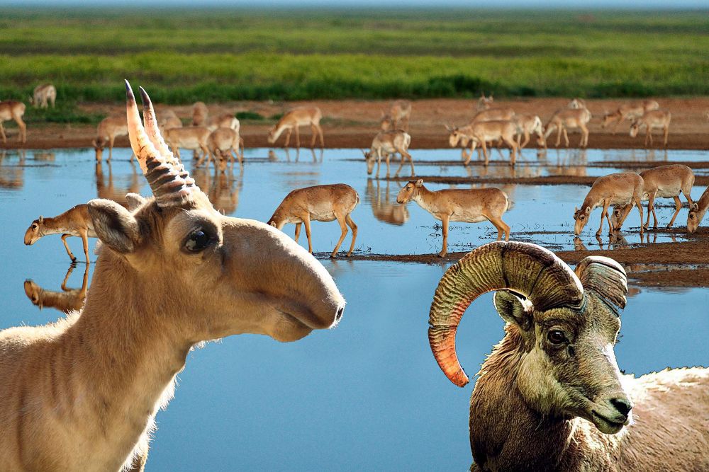 Ań-qusymyzǵa da abaı bolaıyqshy...