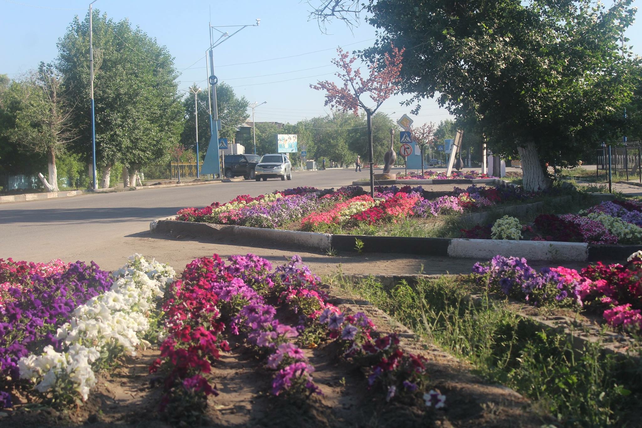 Aıagózge 73 100 dana gúl egildi