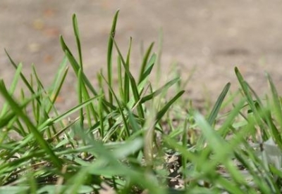 Soltústik Qazaqstanda jemshóp qospasyn daıyndaıtyn ınnnovasııalyq seh jumys isteıdi