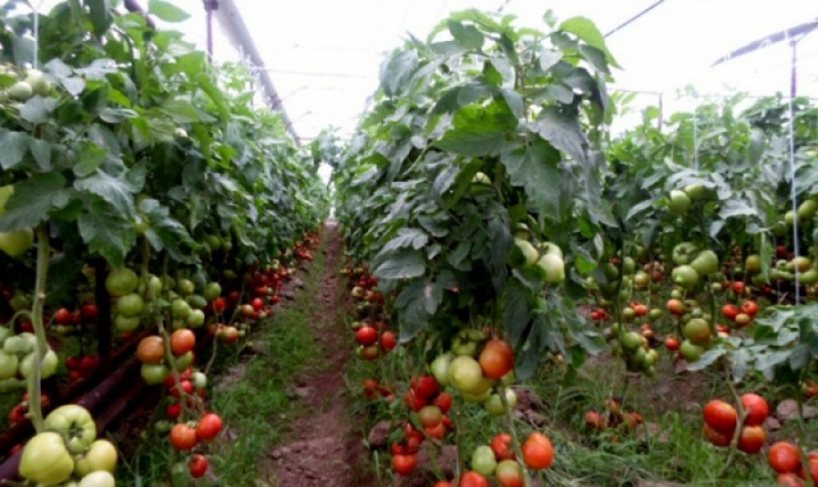 «Shelek fermerleri» jobasy Londonda úzdik áleýmettik bastama retinde tanyldy