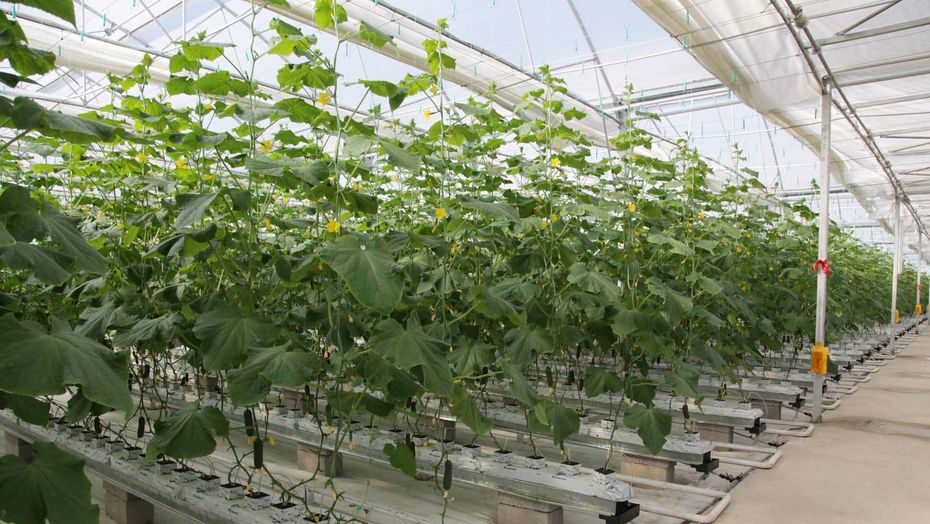 Makınka selosynda kásibin táp-táýir dóńgeletip otyrǵan Konstantın Vıshnev