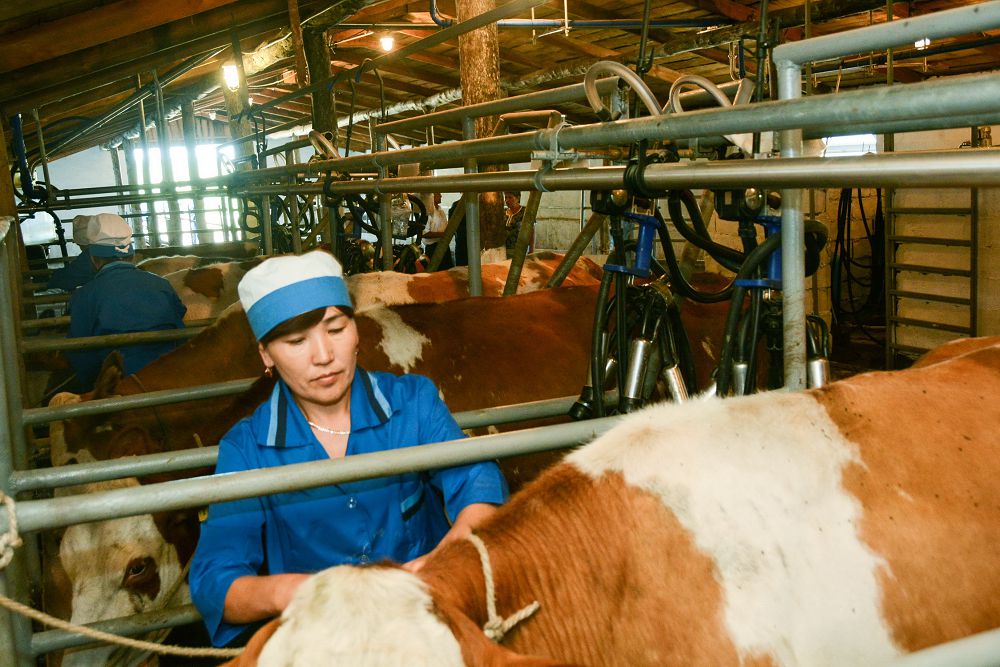 Aýyldyq kooperatıvterge serpilis kerek