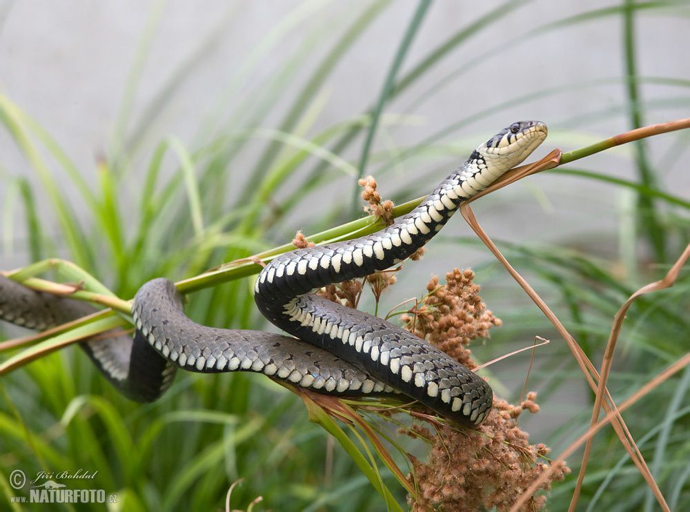 Sarybas jylan shaqpaıdy