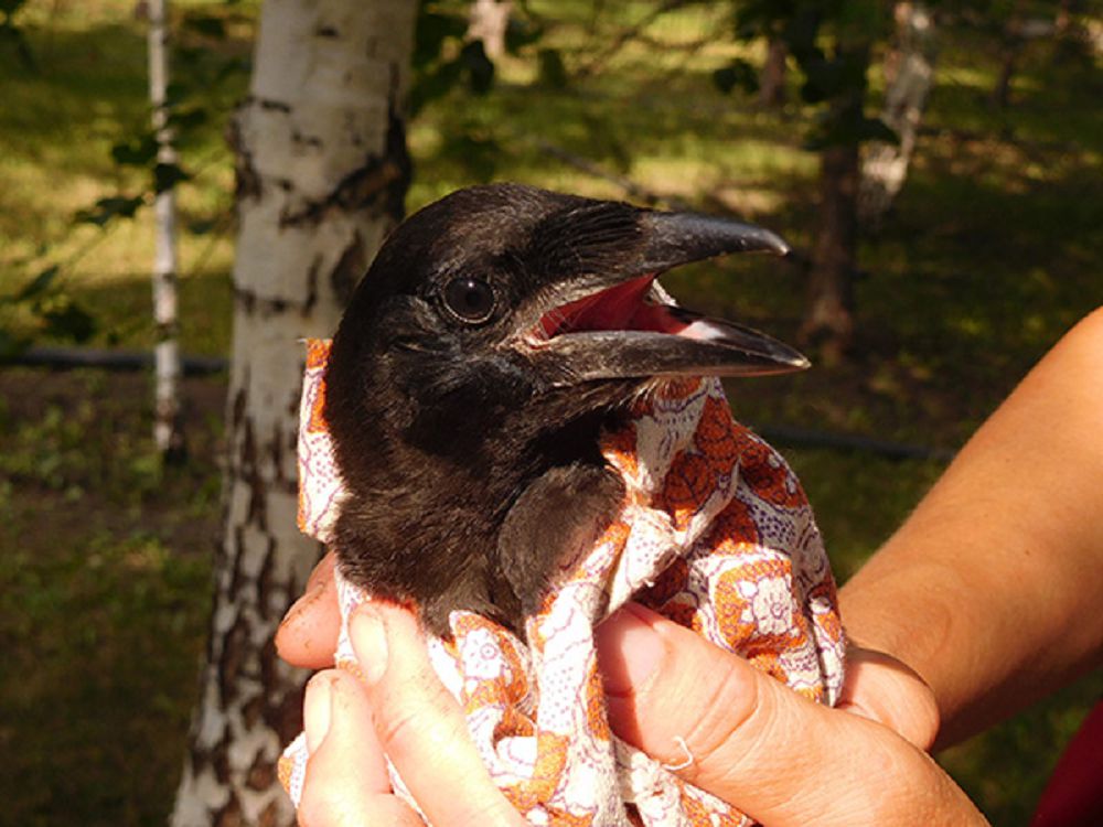 Ajaly joq ala qarǵa