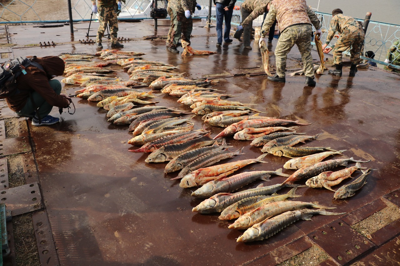 Atyraý oblysynda brakonerlerden eki jylda 600 -den astam kólik quraly tárkilendi