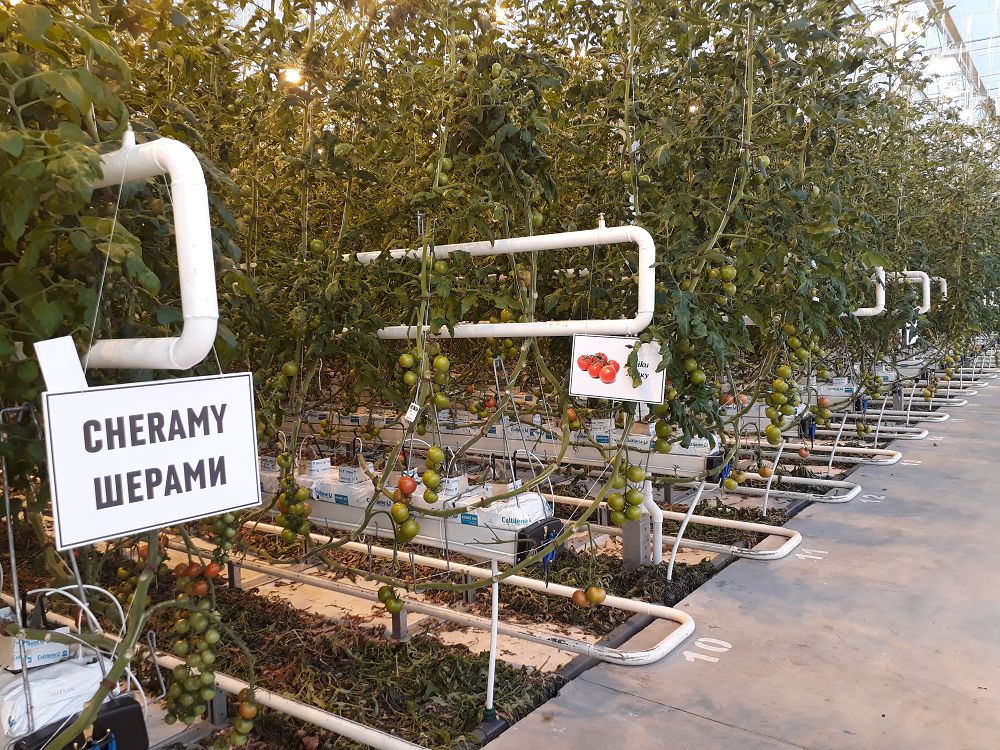 Ekibastuzdaǵy GRES janyna gúl men qyzanaq ósiriledi
