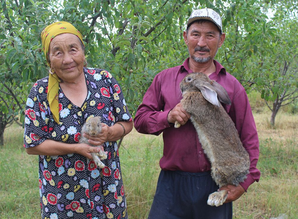 Qoıan baqqan qarııa