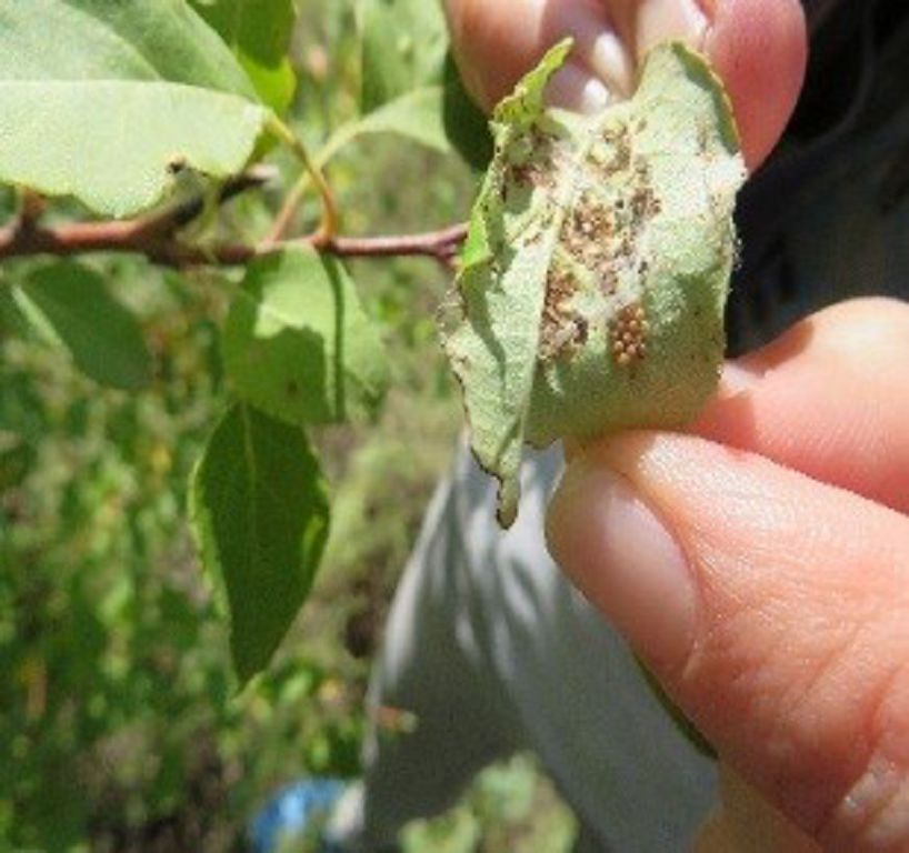 Elorda ormanyn zııankesterden qalaı qorǵaımyz?