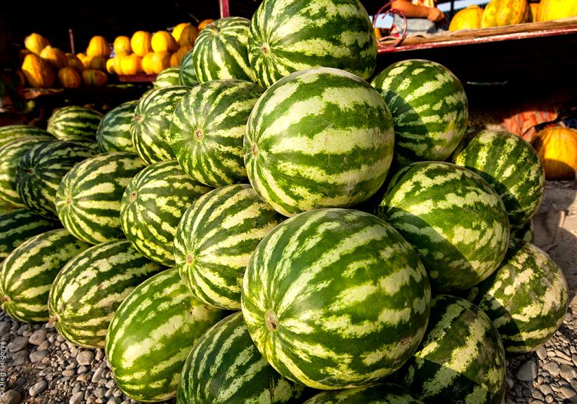 Jaıylma eldi mekeni dıqandarynyń ósirip jatqan qarbyzynyń dańqy órlep tur