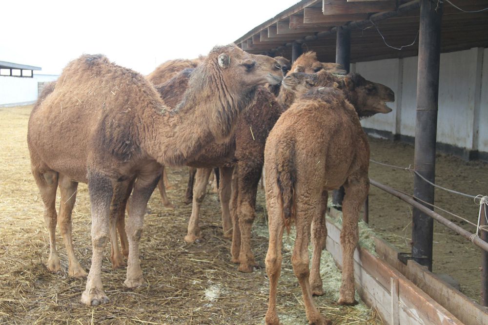Kooperatıv kúsh biriktiredi