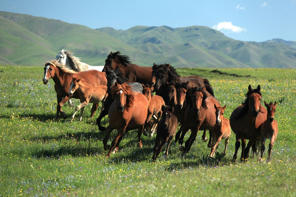 Kókqasqanyń shatqaly