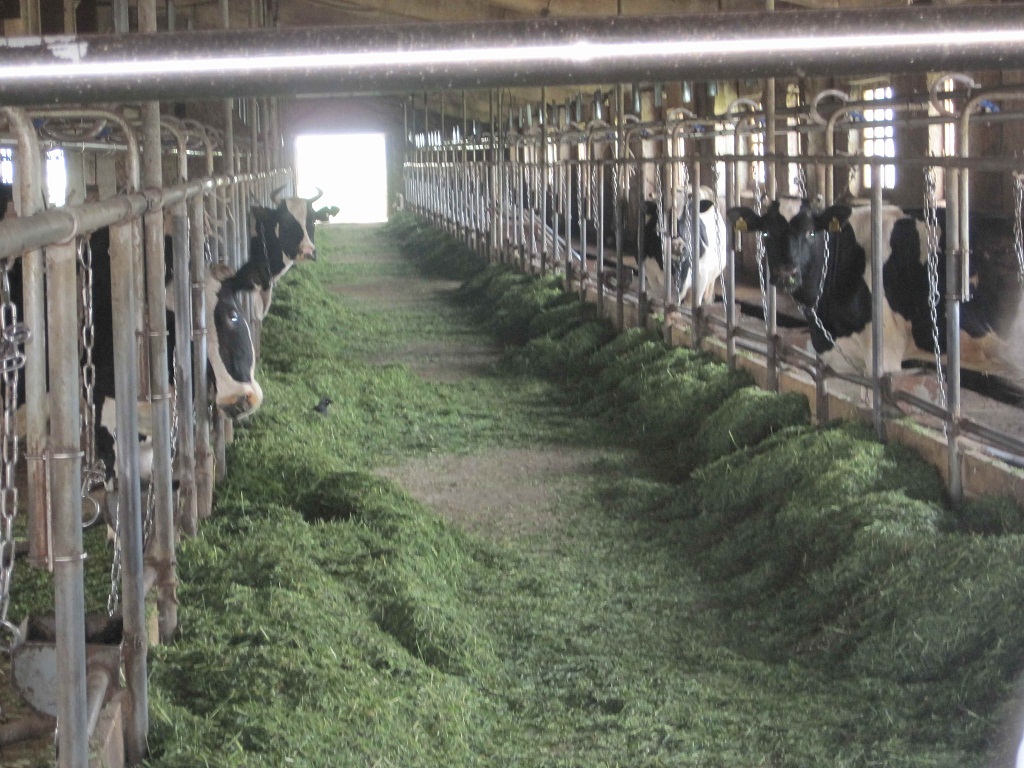 Jaıylǵan maldyń eti dámdi de qunarly – deıdi zootehnık-maman Túgel Mánbetjan