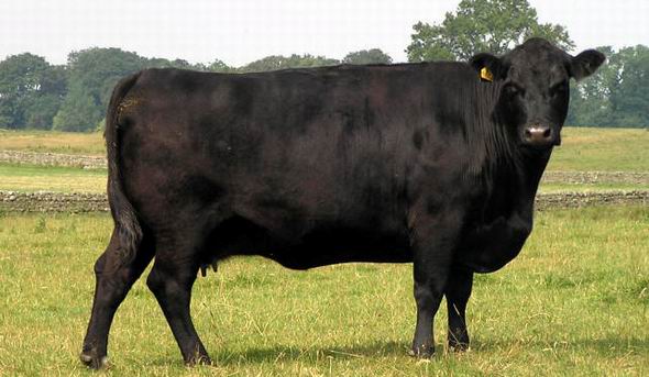 Angýstyń jappaı qyrylýynyń syry nede?
