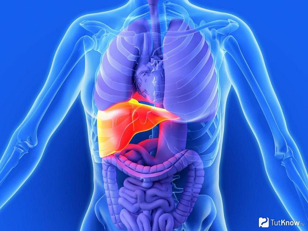 Baýyrdyń sozylmaly aýrýlaryn zerttedi