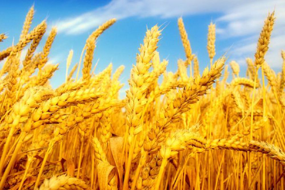 Jazdyq bıdaıdyń jańa surypy