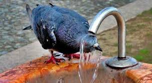 Shymkenttiń shildesi