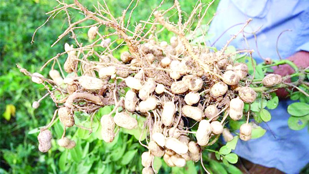 Jambylda jerjańǵaq ósedi