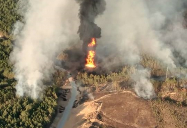 Kalıfornııada orman órti órshidi