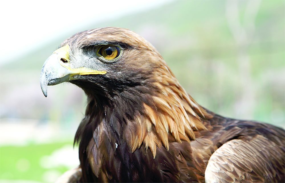 Qııada qalyqtaǵan soqyr qyran