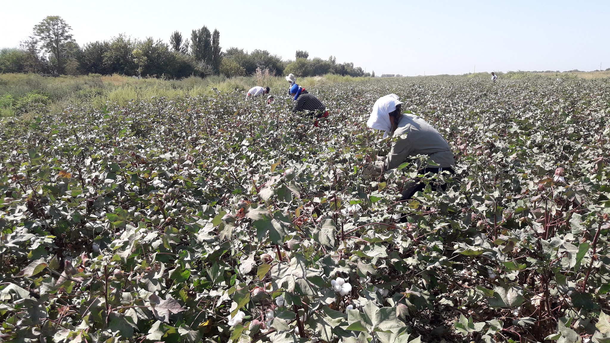 Túrkistan oblysynda maqta terimi bastaldy