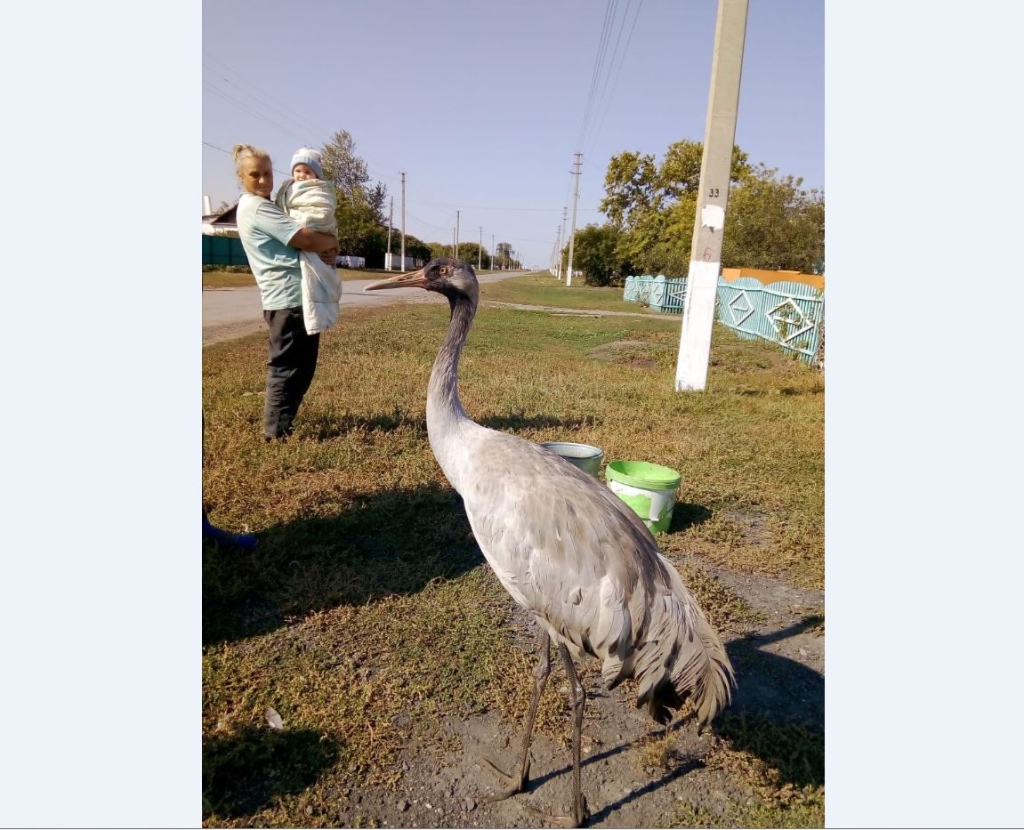 Qostanaı oblysynda adasqan tyrna ańshylyq sharýashylyǵyna tapsyryldy
