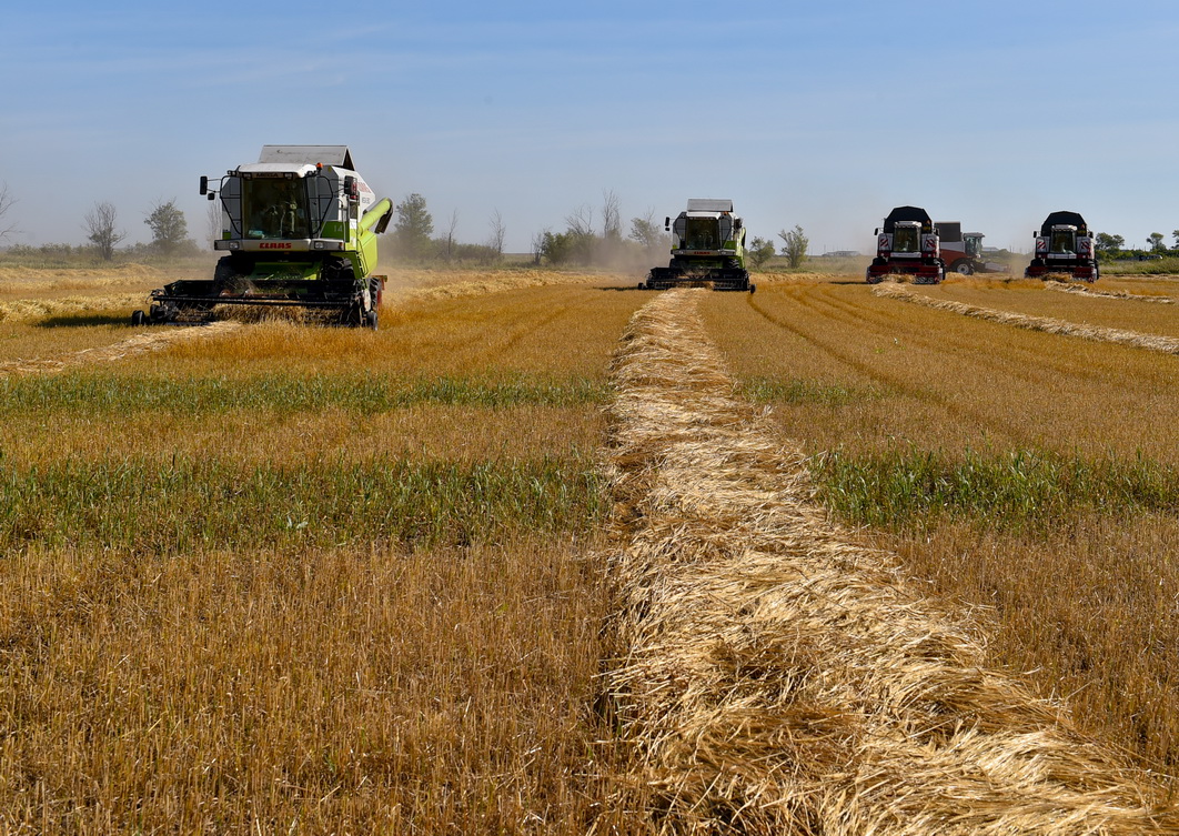 Gektaryna – 62,5 sentner!