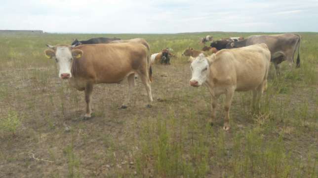 Katonqaraǵaı aýdany turǵynynyń sibir jarasynan kóz jumǵany rastaldy