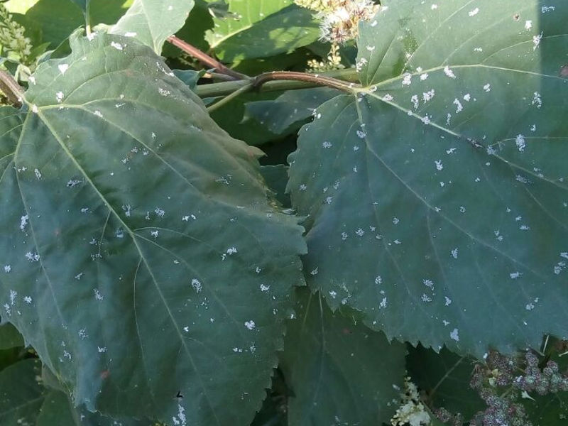 О́skemenge kúl jaýdy ma, qar jaýdy ma?