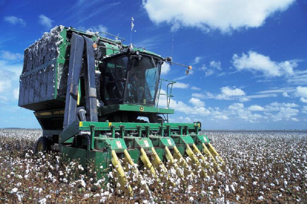 Qazaq jerine alǵash maqta egilgenine 100 jyl toldy 