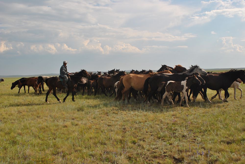 Jylqy – jaılaýdyń kórki