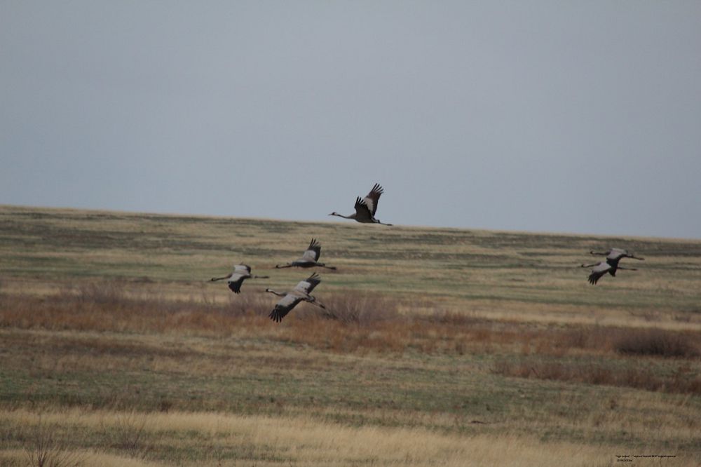 Qyrkúıek boıaýlary