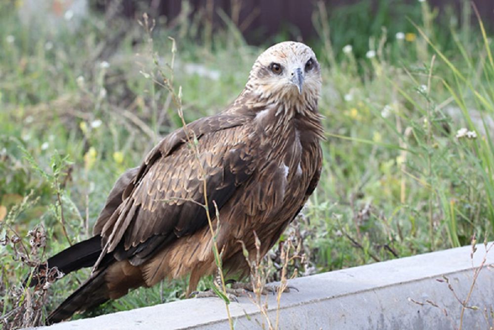 Aıazdarda tońbaısyń ba, kóksary..