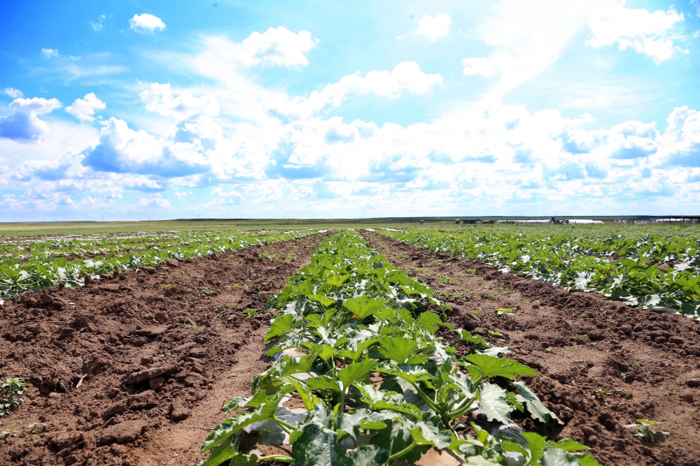 Nazarda – agrarlyq sala