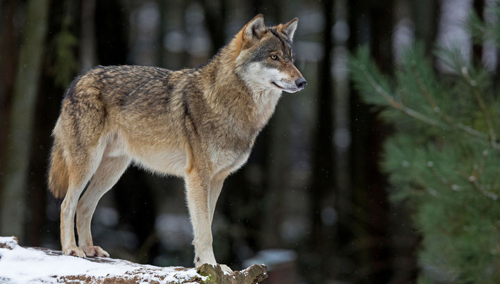Pavlodar oblysynda qasqyr azaıyp barady