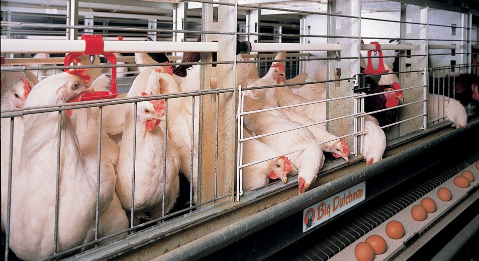 Aqmola oblysynda Makınsk qus fabrıkasy ashyldy